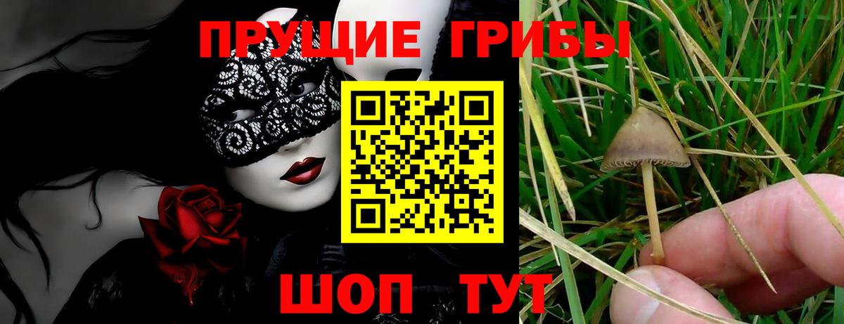Братск  Псилоцибиновые грибы Psilocybe  Вход с VPN  Псилоцибиновые грибы MAGIC MUSHROOMS 